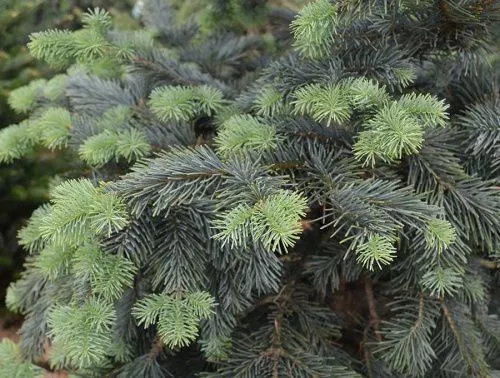 Пихта субальпийская / Abies lasiocarpa
