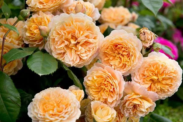 Роза парковая Crown Princess Margareta (Краун Принцесс Мэргерит) купить