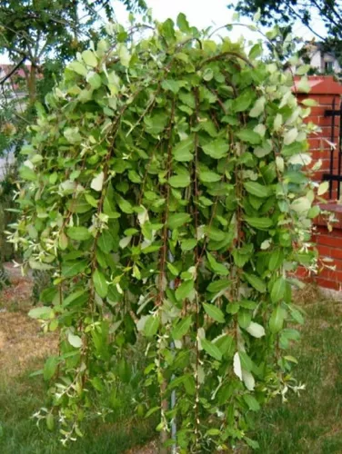 Ива козья "Pendula" (Пендула)