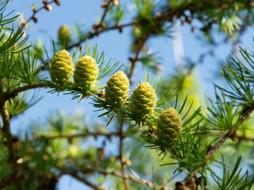 Лиственница Кемпфера / Larix kaempferi