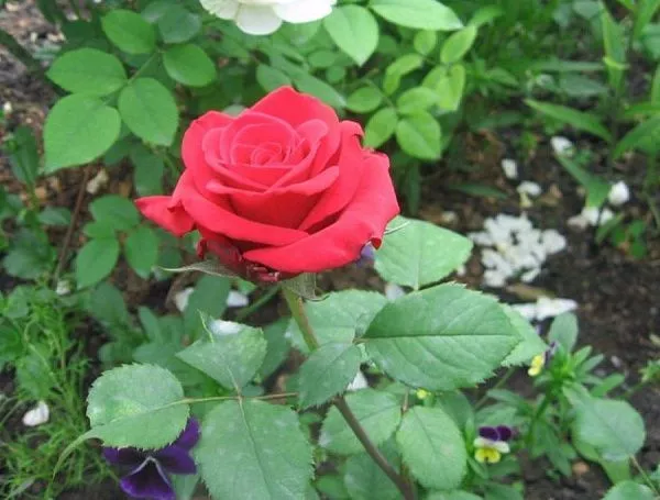 Роза "Sofi" (Софи)