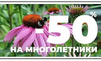 СКИДКА 50% НА МНОГОЛЕТНИКИ ДО КОНЦА ОКТЯБРЯ