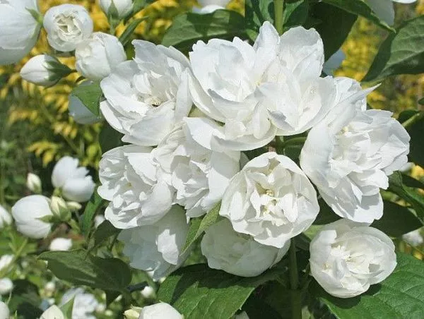 Чубушник венечный / Philadelphus coronarius