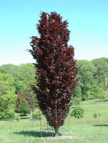 Бук Лесной "Red Obelisk" (Ред Обелиск)