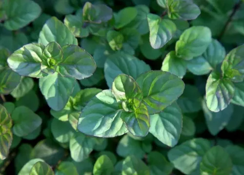 Мята "Mandarin Mint" (Мандарин Минт)