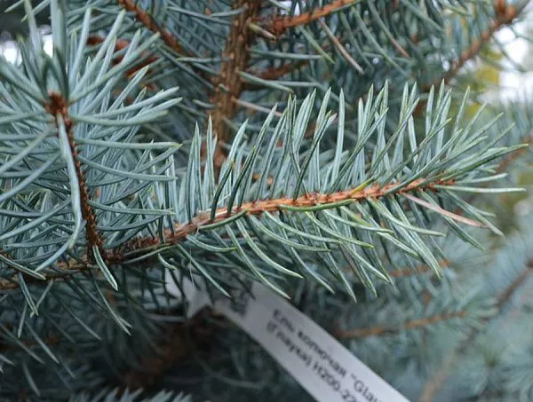 Ель колючая "Glauca" (Глаука)