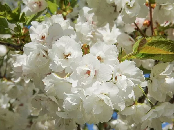 Слива мелкопильчатая Shirotea (Широтеа) цветение
