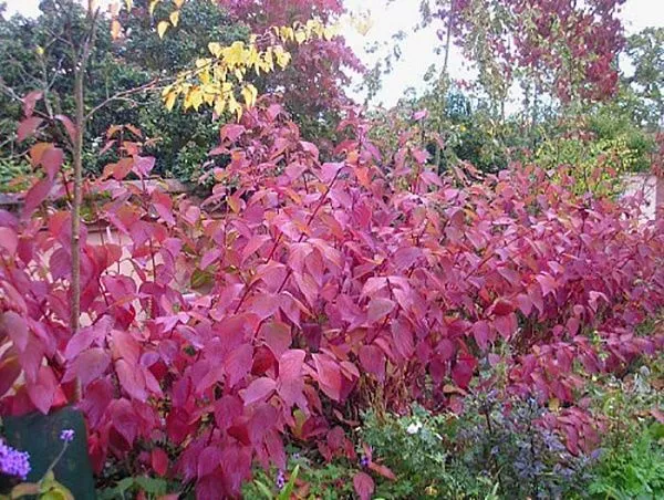 Дерен белый "Westonbirt" (Вестонбирт)