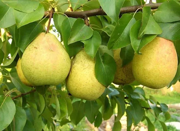 Груша Большая летняя купить (1)