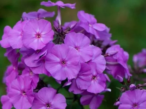 Флокс метельчатый "Amethyst" (Аметист)