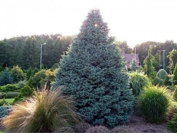Пихта субальпийская / Abies lasiocarpa