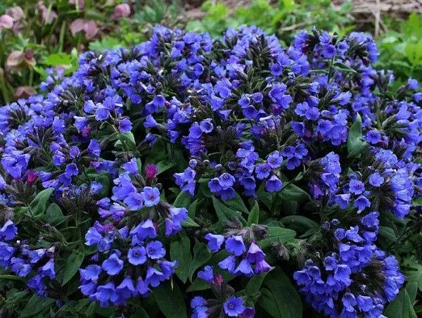 Медуница сахарная "Blaues Meer" (Блю Меер)