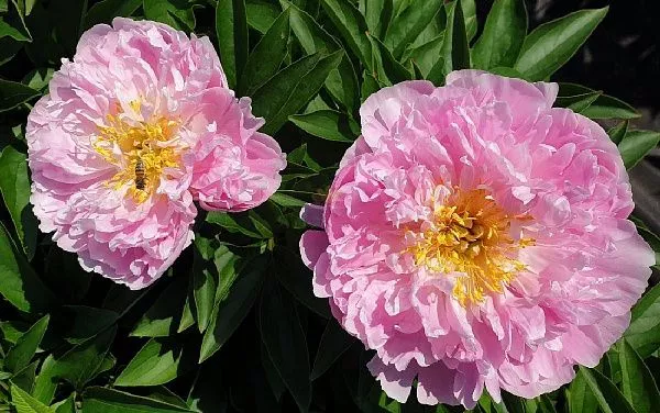 ПИОН МОЛОЧНОЦВЕТКОВЫЙ PINK CHARMER (ПИНК ЧАРМЕР) купить