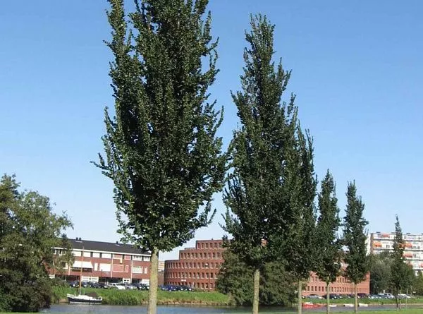 Вяз шершавый Columella (Колумелла)