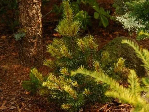 Сосна горная "Fruhlingsgold" (Фрюлингсголд)