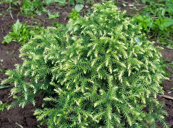 Криптомерия "Green Pearl" (Грин Пирл)