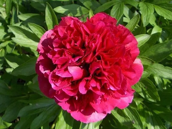 Пион лекарственный "Rubra Plena" (Рубра Плена)