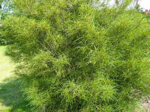 Крушина ломкая "Aspleniifolia" (Аспленифолия)
