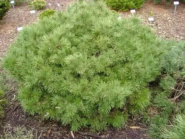 Сосна обыкновенная "Longmoor" (Лонгмур)