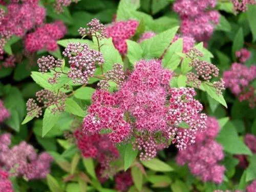 Спирея японская "Froebelii" (Фробели)