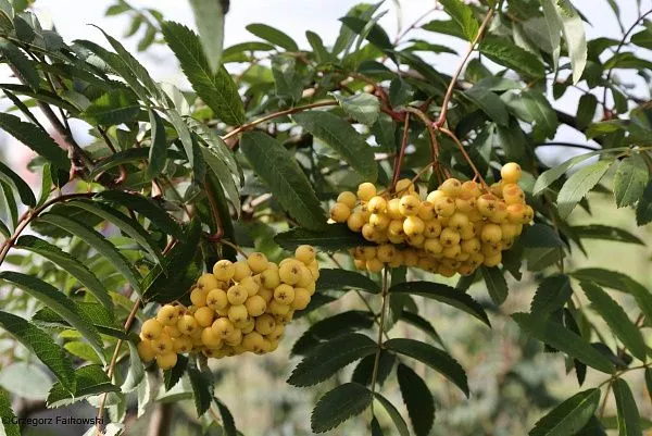 Рябина Арнольда Golden Wonder летом