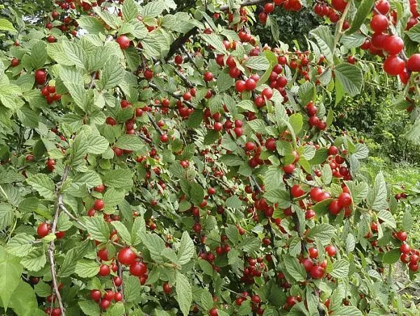 Вишня войлочная "Огонек" (Самобесплодная)