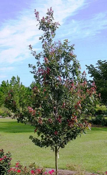 Клен красный Summer Red (Саммер Ред) саженцы