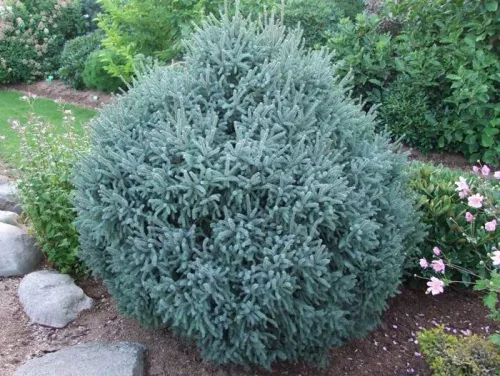 Ель черная "Яна" / Picea mariana "Jana"