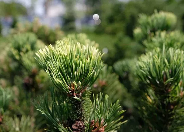 Сосна горная Пол Малетер Pinus mugo Pal Maleter
