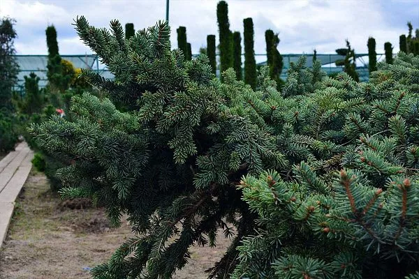 Ель колючая Tomschke (Томшке) Хвоя