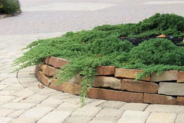 Можжевельник китайский Green mound (Грин маунд)