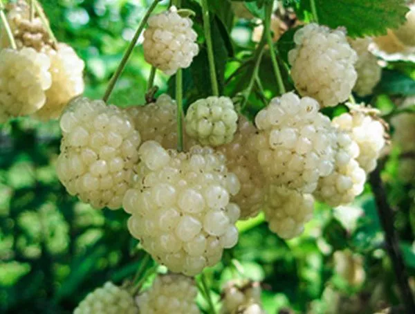 Ежевика белая Polar Berry (Полар Берри)