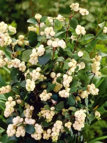Снежноягодник Доренбоза "White Hedge" (Вайт Хедж)