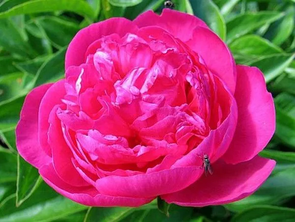 Пион молочноцветковый "Paeonia Louis Van Houtte" (Пион Луи ван Хутте)