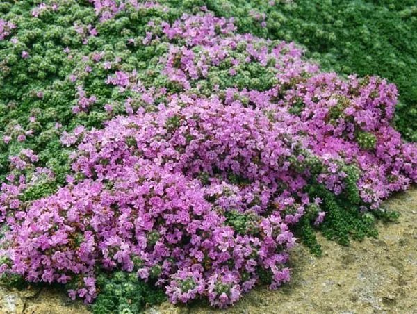 Тимьян ранний "Halls Var. Rosa" (Халлс Вар. Роса)