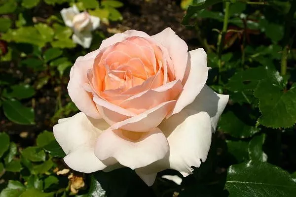 Роза Чайно-гибридная "Chandos Beauty" (Чандос Бьюти)