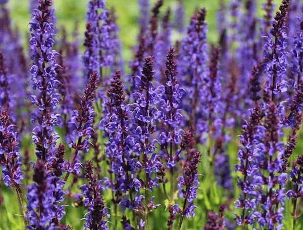 Шалфей дубравный "Queen Violet Blue" (Куин вайолет блю)