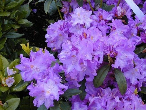 Рододендрон гибридный "Purpureum Grandiflorum" (Пурпуреум Грандифлорум)