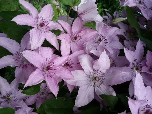 Клематис гибридный "Hagley Hybrid" (Хаглей Хайбрид)