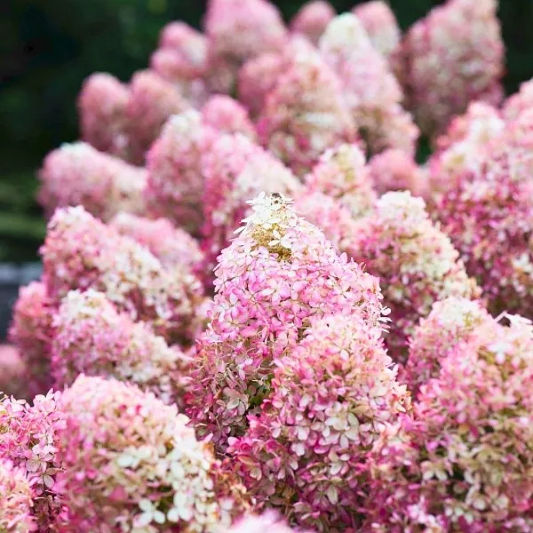 Гортензия метельчатая "Royal Flower" (Роял Фловер)