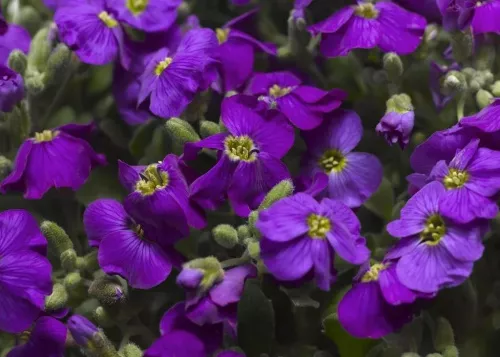 Обриета гибридная "Audrey Purple Shades" (Одри Пурпл шейдс)