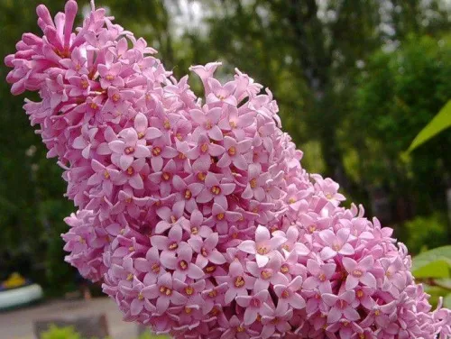 Сирень венгерская / Syringa josikaea
