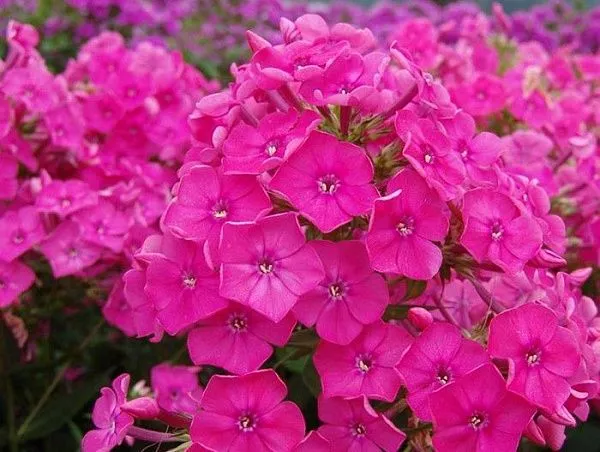 Флокс метельчатый "Pink Attraction" (Пинк Аттракцион)