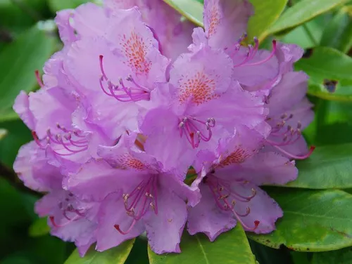 Рододендрон гибридный "Catawbiense Grandiflorum" (Катавбиенс Грандифлорум)