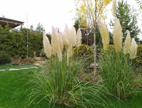 Кортадерия / Cortaderia selloana (пампасная трава)