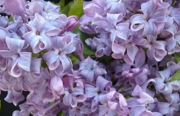 Сирень обыкновенная "Lavander Lady" (Лавендер Леди) (розово-пурпурная)
