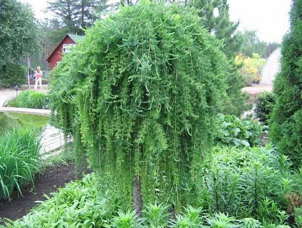 Лиственница европейская "Repens" (Репенс)