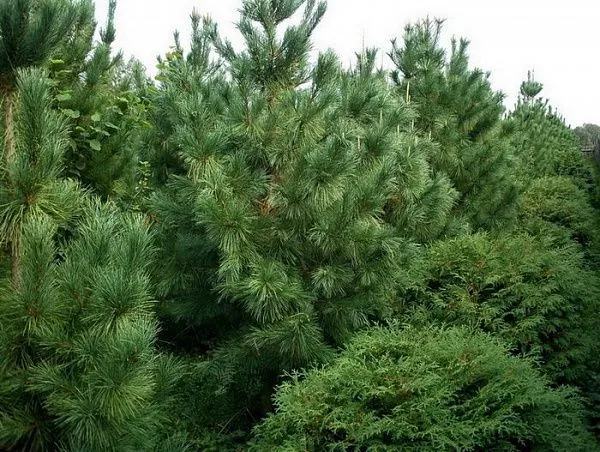 Сосна кедровая / Pinus sibirica