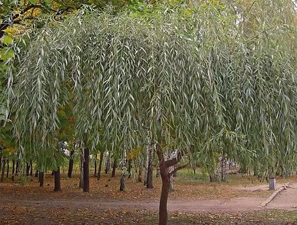 Ива белая / Salix alba