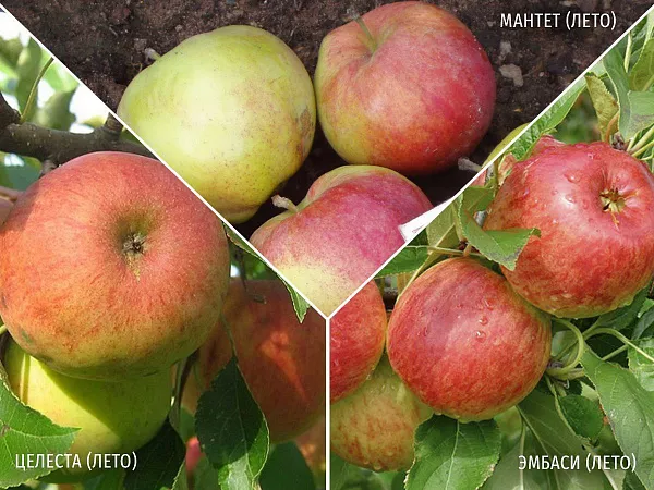 Яблоня Целеста (Лето) + Мантет (Лето) + Эмбаси (Лето)